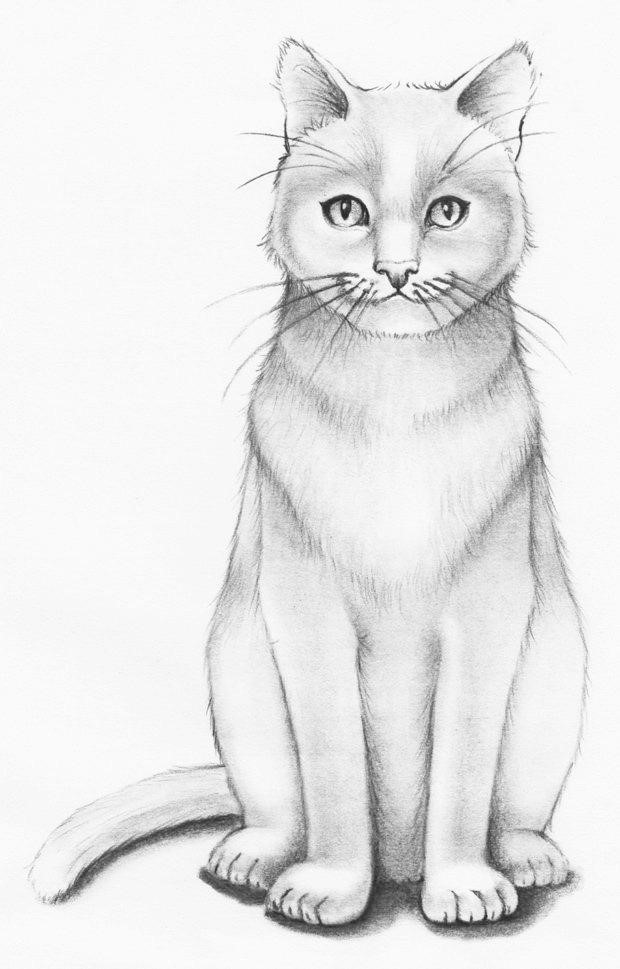 Sketsa Kucing