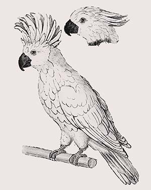 Gambar Burung Kakak Tua
